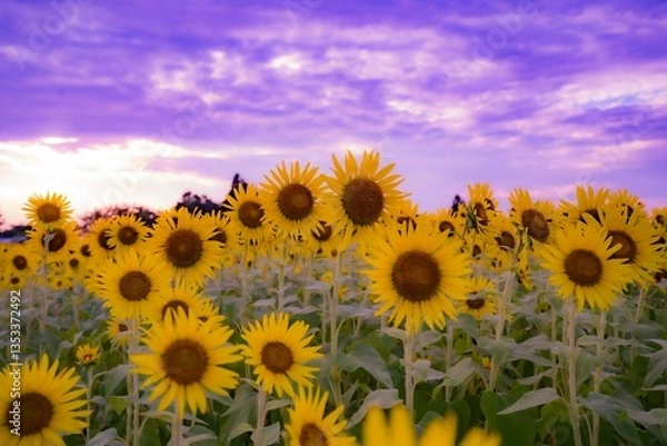 Obraz 夕暮れのひまわり
