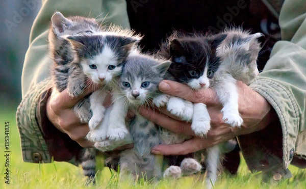 Obraz A woman holding a group of newborn kittens. She cares about them