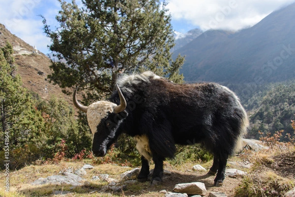 Obraz yak in Nepal