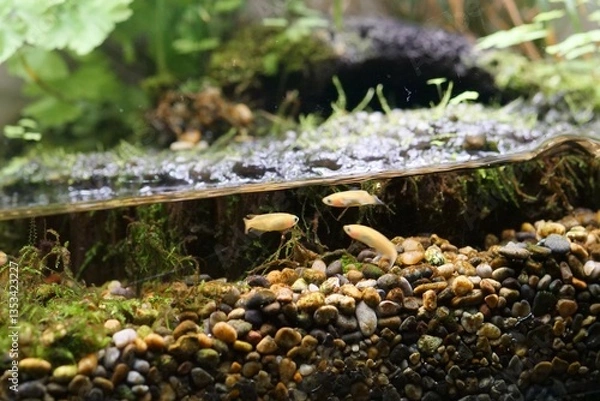 Fototapeta 水槽で飼育されているメダカ
