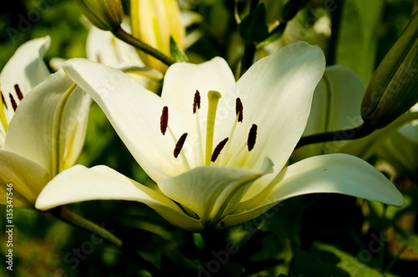 Obraz Flower Lily