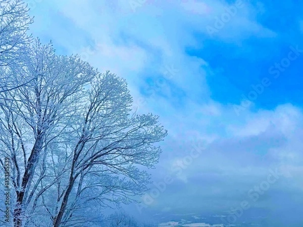 Obraz 雪の積もった樹々