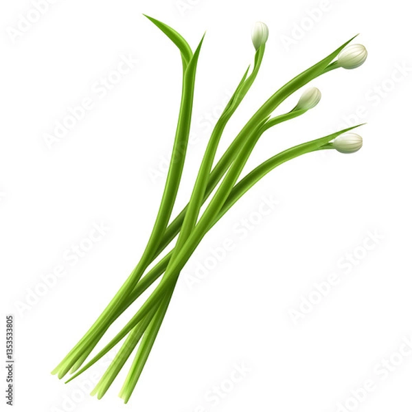 Fototapeta Fresh Green Scallions with Long Stems A group of fresh green scallions with long stems, ready for use in recipes.