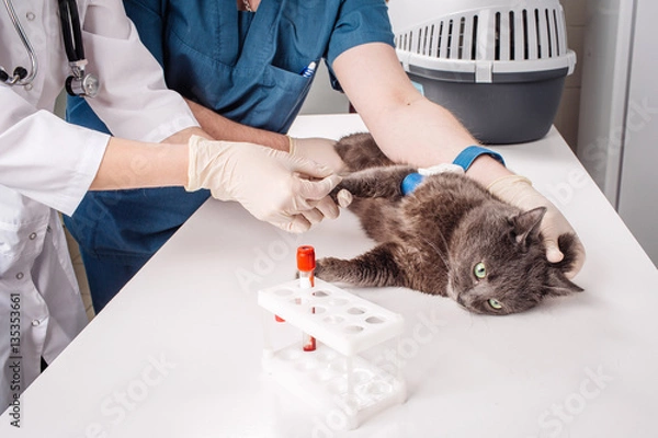 Fototapeta Veterinary Blood test. Cat in vetrinary