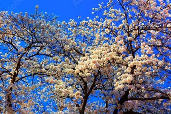 Obraz 春を感じる桜