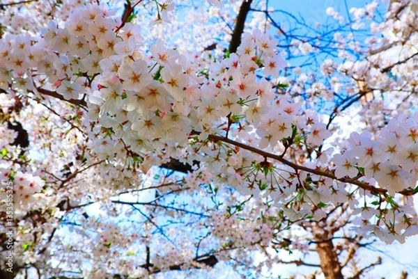 Obraz 春を感じる桜