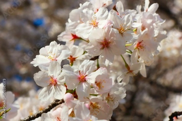 Obraz 春を感じる桜