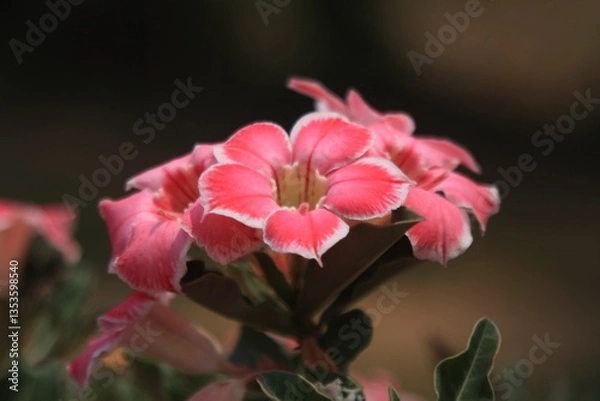 Obraz Desert Rose