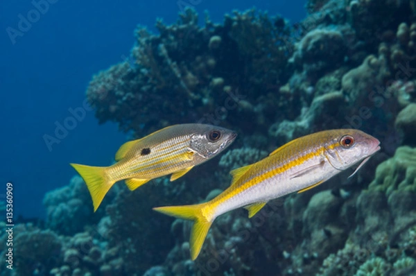 Fototapeta Fish mimicry
