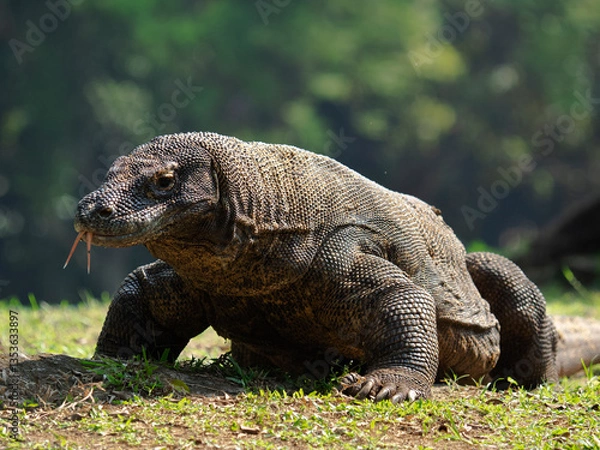 Obraz The Komodo dragon (Varanus komodoensis), also known as the Komodo monitor, is a large reptile of the monitor lizard family Varanidae that is endemic to the Indonesian islands of Komodo.