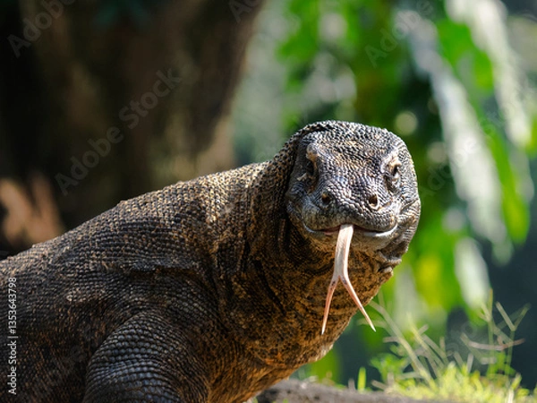 Obraz The Komodo dragon (Varanus komodoensis), also known as the Komodo monitor, is a large reptile of the monitor lizard family Varanidae that is endemic to the Indonesian islands of Komodo.