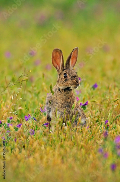 Obraz Conejo (Oryctolagus cuniculus)