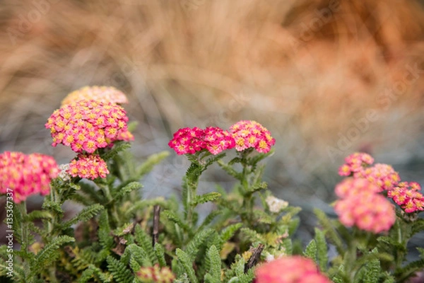 Obraz flowers in garden