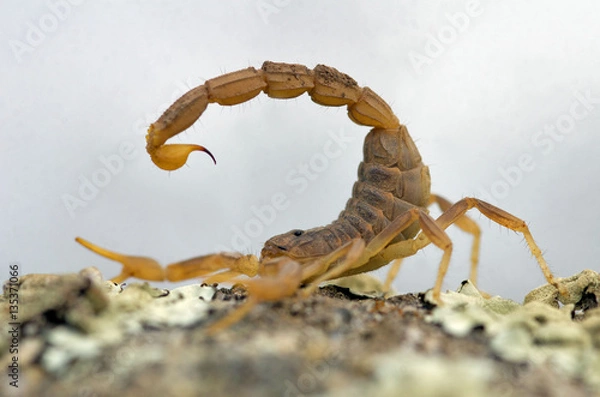 Fototapeta Żółty skorpion, skorpion (Buthus occitanus)