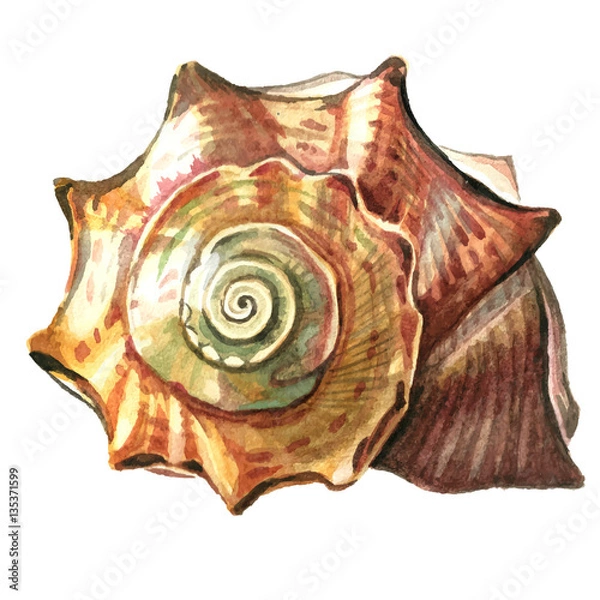Obraz Sea shell painted watercolor. Illustrations of sea shells on a w
