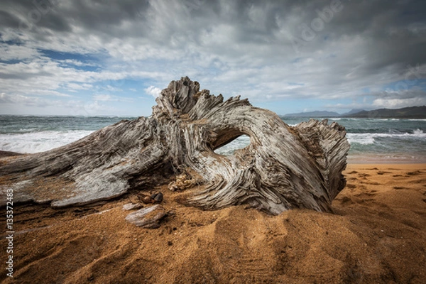 Obraz Driftwood on the beach
