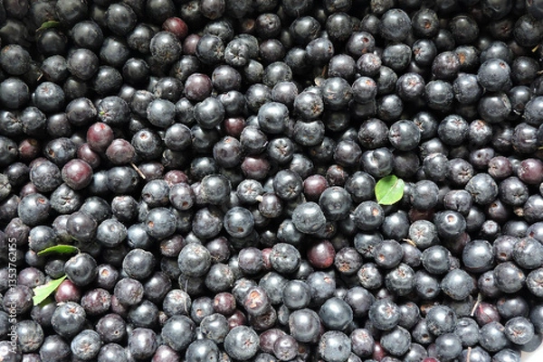 Obraz A close-up of fresh ripe aronia berries decorated with green leaves