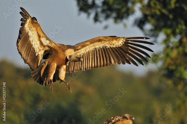 Obraz Buitre leonado (Gyps fulvus)