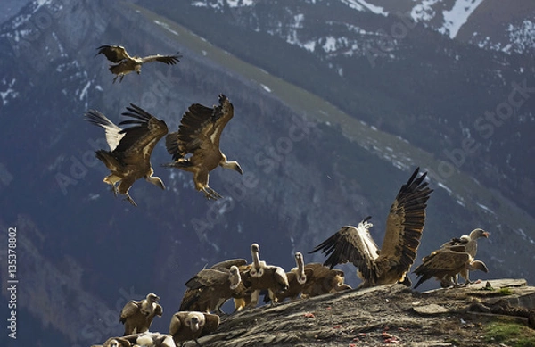 Obraz Buitre leonado (Gyps fulvus)