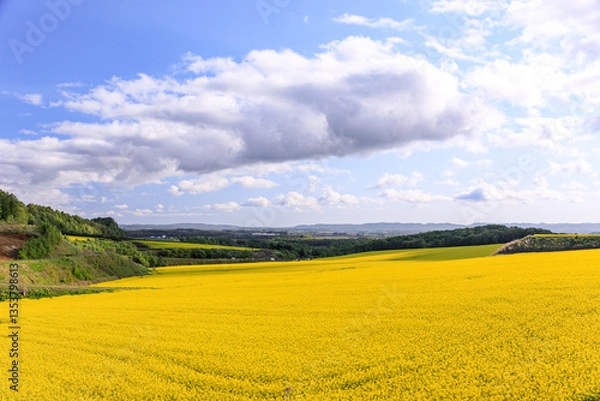 Obraz 北海道安平町、黄色いじゅうたんに染まる菜の花畑【5月】