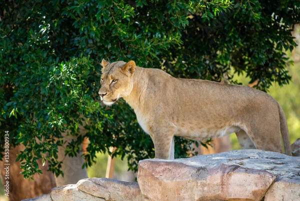 Obraz Lioness on a rock