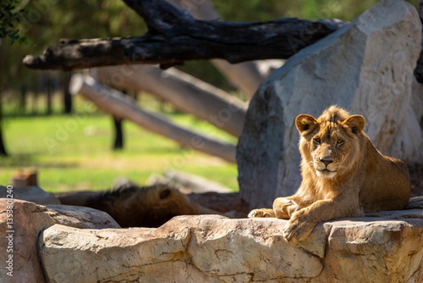 Obraz Lion on a rock