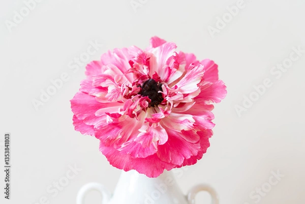 Obraz 一輪のピンクのラナンキュラス,シンプル,切り取り,花