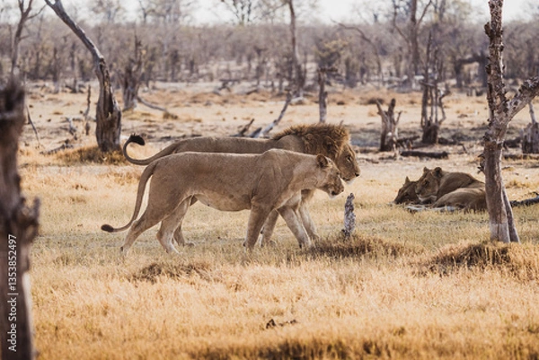 Obraz Löwenmännchen und Weibchen, gehend