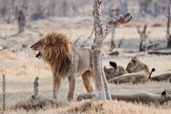 Obraz Löwenmännchen