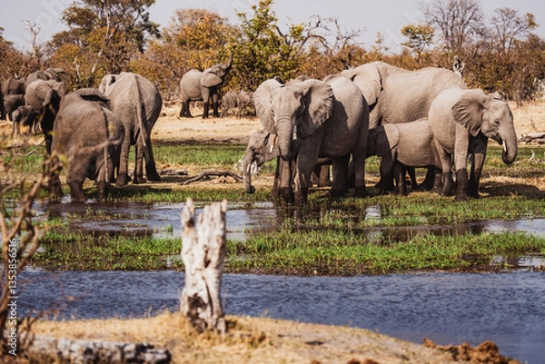 Obraz Große Elefantenherde am Okavango