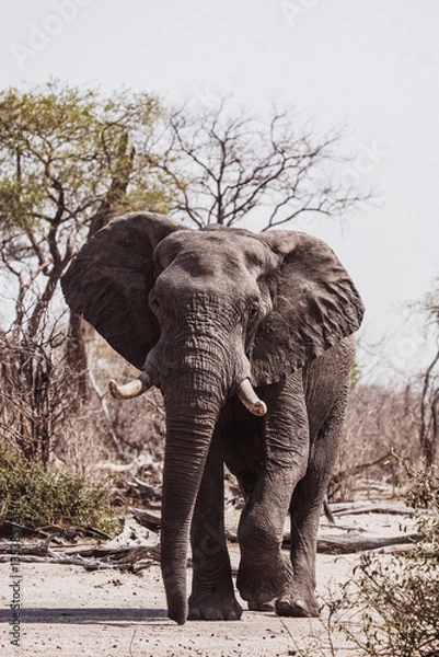 Obraz Elefantenbulle