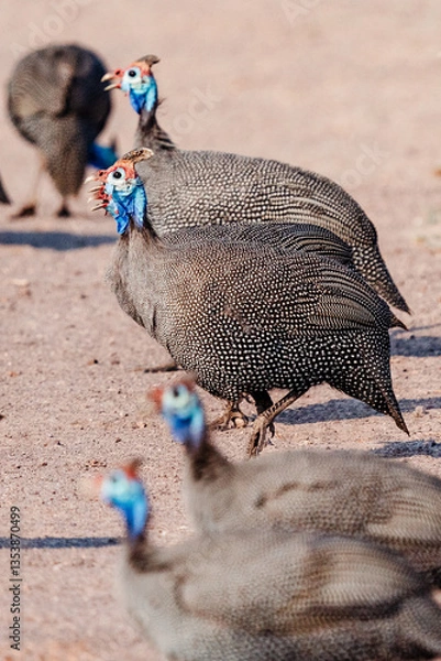 Obraz Perlhühner in Afrika