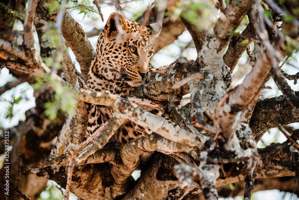 Obraz Leopard hunting