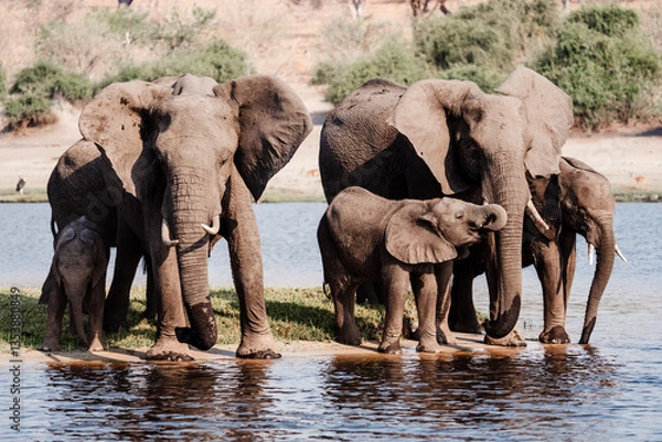 Obraz Elefanten am Wasser