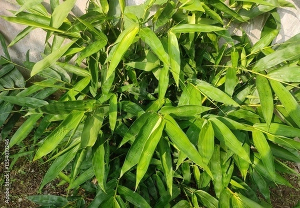 Fototapeta Ginger (Zingiber officinale) is a flowering plant whose rhizome, ginger root or ginger, is widely used as a spice and a folk medicine. It is a herbaceous perennial which grows annual pseudostems.