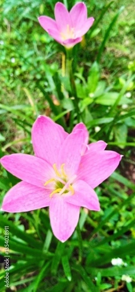 Obraz pink lotus flower