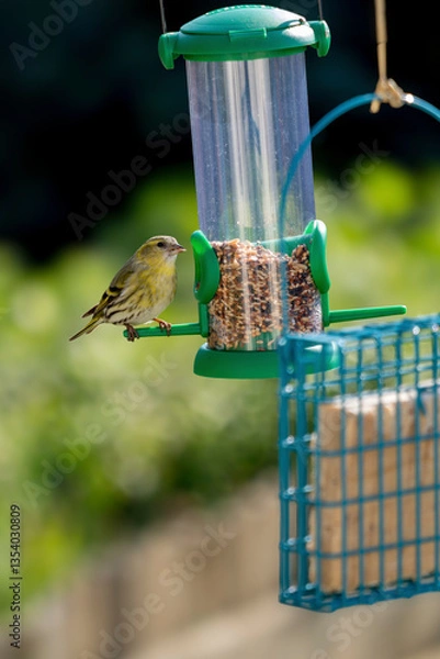 Obraz serin cini sur une mangeoire