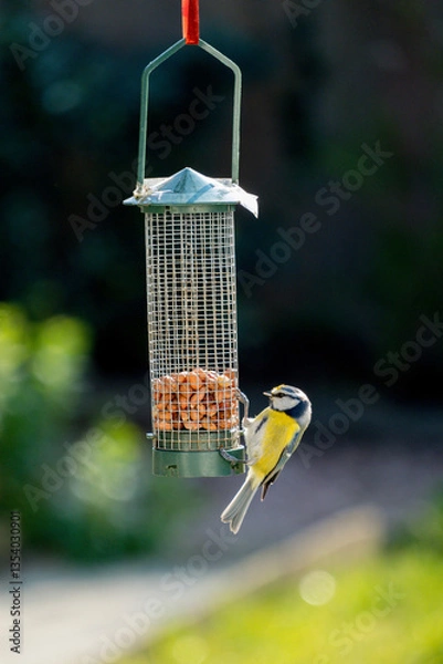 Obraz mésange bleue sur une mangeoire