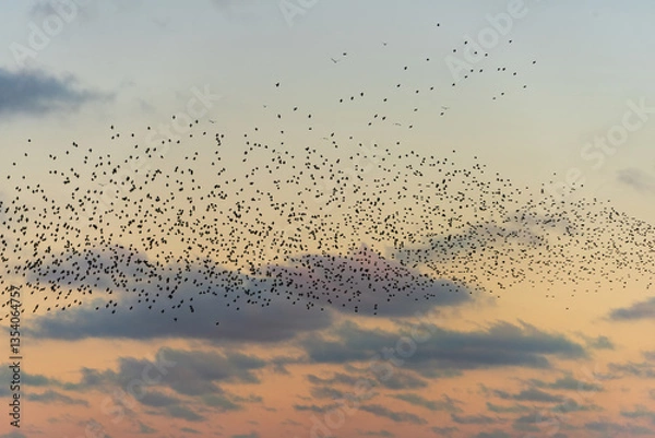 Obraz Amazing image of starling murmuration in flight during pastel colour Winter sunset evening