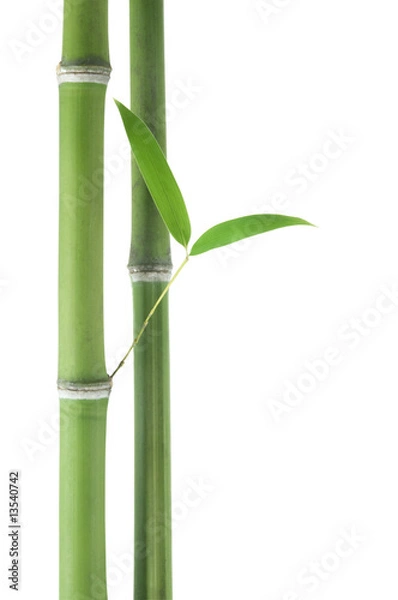 Obraz Bamboo over white background