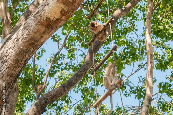 Obraz Monkeys sit on the sling shot on a large tree