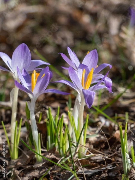 Fototapeta Close-up shot of violet spring crocuses (Crocus vernus) growing in a green lawn and flowering with visible orange pollen