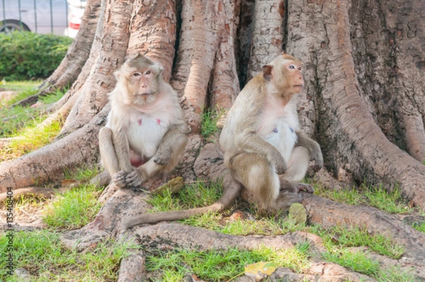 Obraz Monkeys sit beneath a large tree No.1