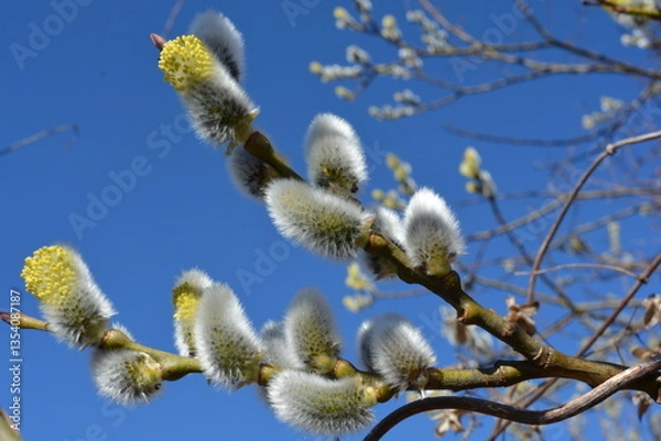 Fototapeta Blooming willow branch against blue sky on a sunny day. Easter background. Spring background. Fluffy soft willow buds
