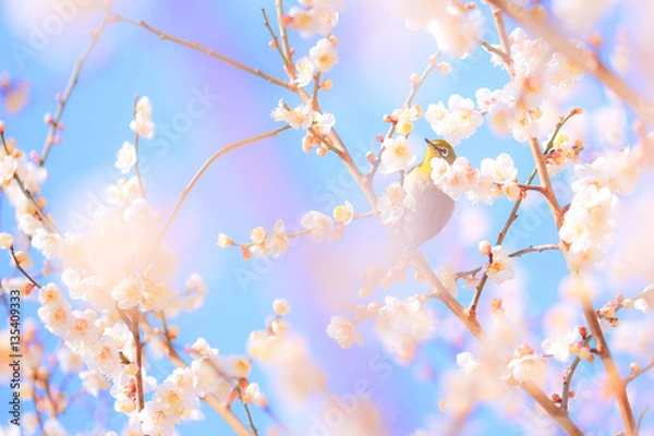 Obraz 青空の中にメジロと梅の花