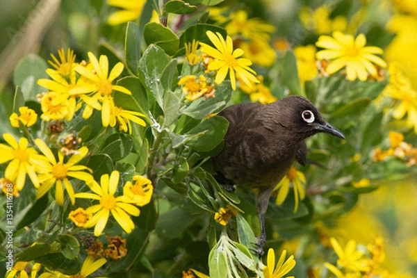 Fototapeta Mousebird (Coliidae) peaking out of yellow flowering shrub, showing white ring around eye, with green foliage in background