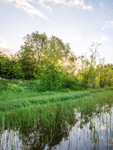Fototapeta A pond with a tree in the background