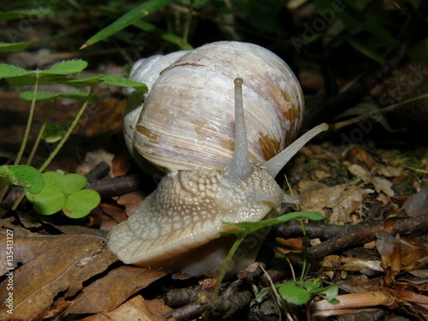 Obraz Snail in the forest