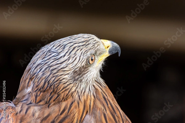 Fototapeta Close-up of a red kite bird of prey.