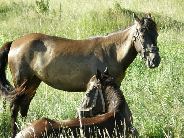 Obraz two Horses in field